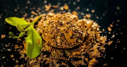Guava Leaves Benefits